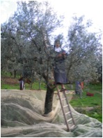 Oliven Ernte