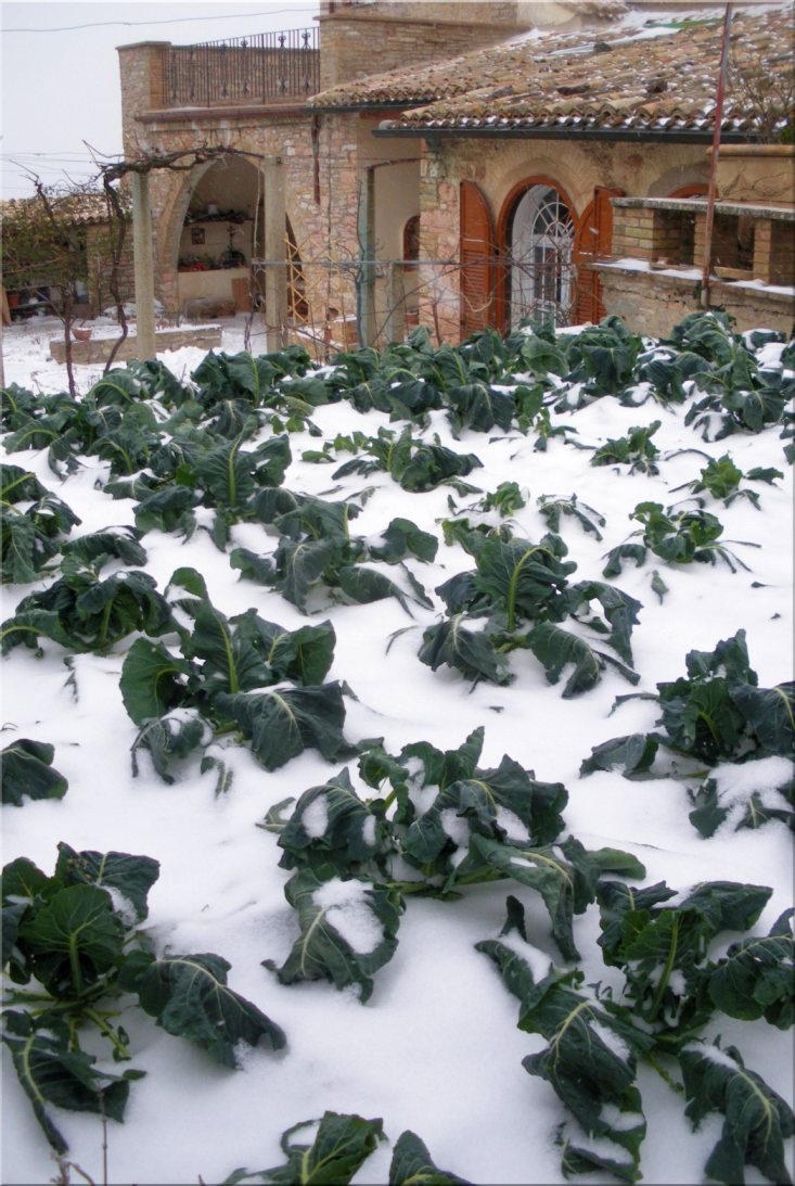 Kohl im Schnee