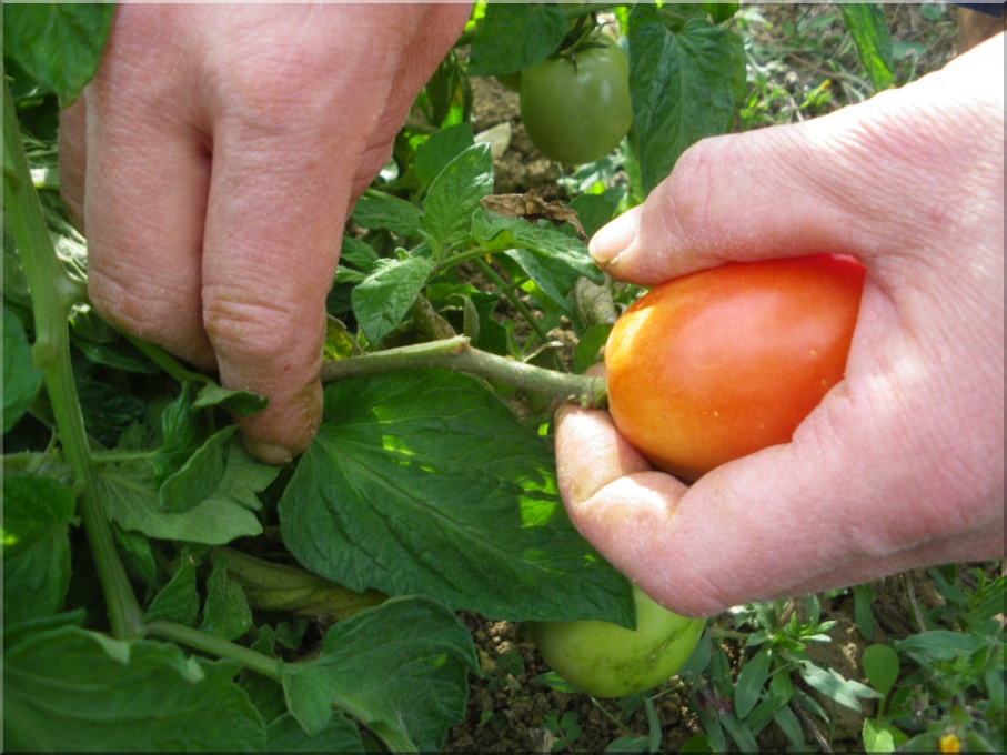 Tomaten