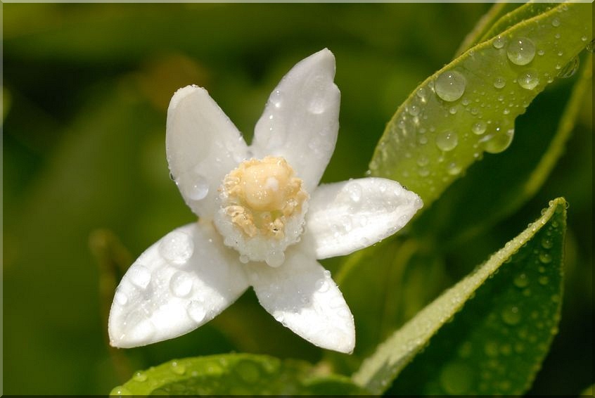 Blüte Orange